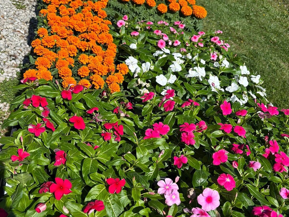 Garden & Flowers