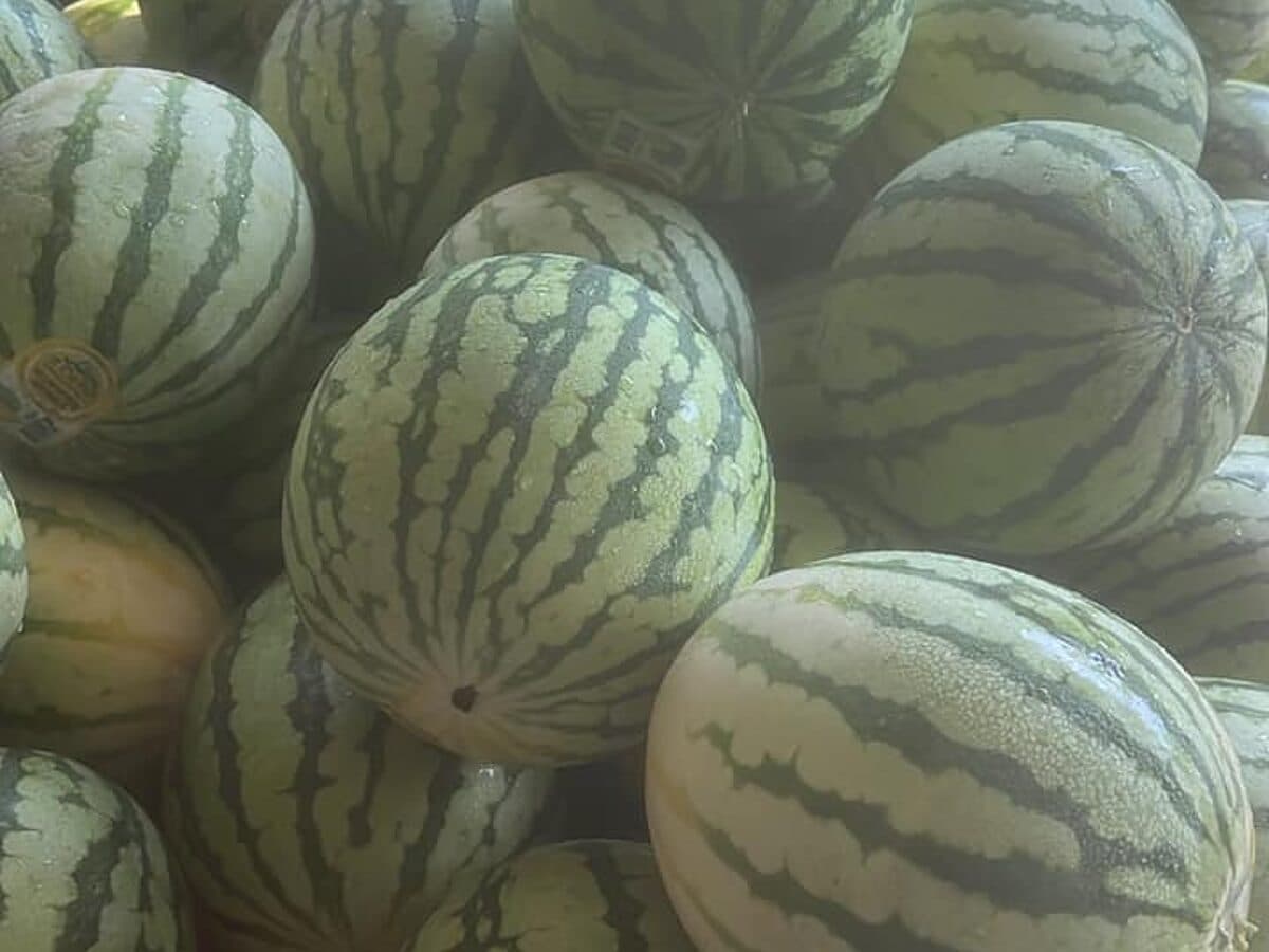 Fruit